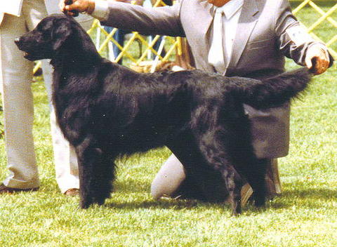 Wyndham's Javelin | Flat-Coated Retriever 