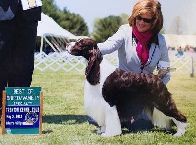 Legacy Random Titlest | English Springer Spaniel 