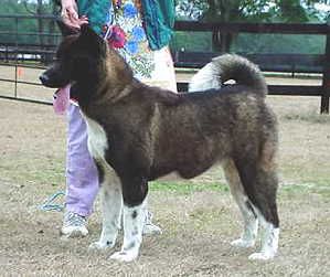 Windom All Jazzed Up | Akita 