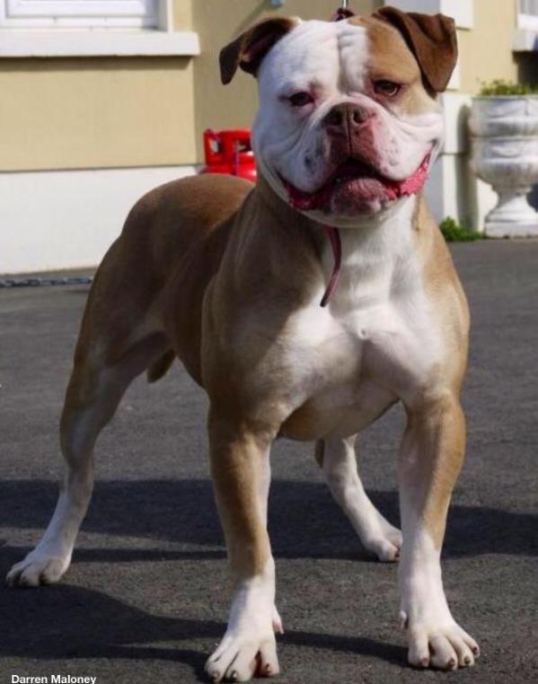 Bulls of irelands Bonnie | American Bulldog 