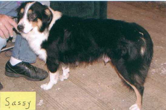 Beebe's Cuddles Sassy | English Shepherd 