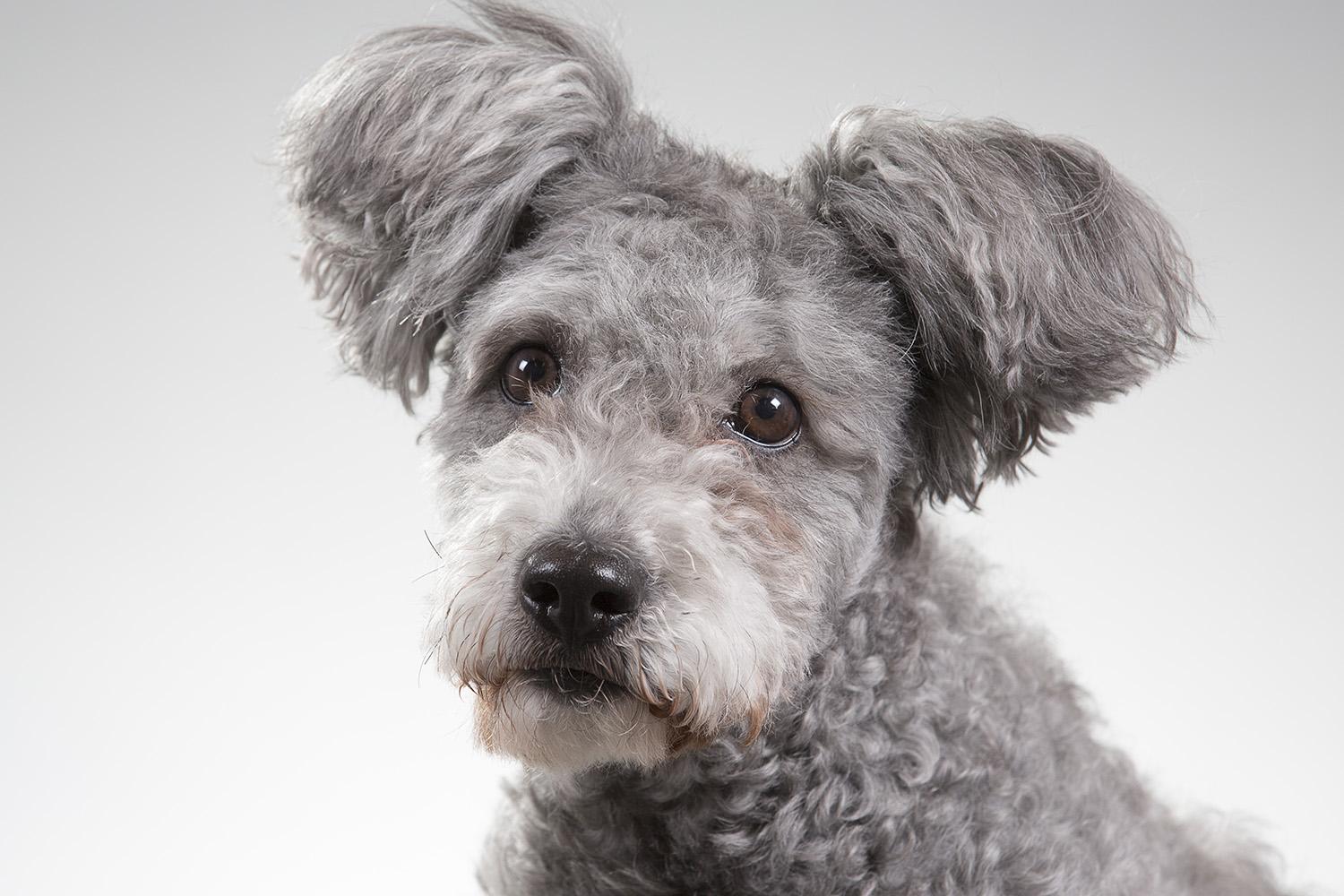 Pumi
