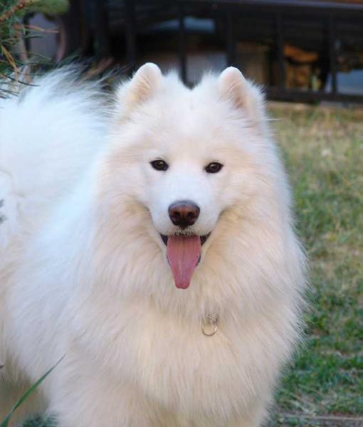 Kavaler Daniel Iz Moskovskoy Metely | Samoyed 