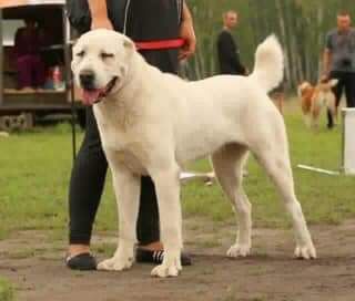 Gonur Medzhal Ala | Central Asian Shepherd Dog 