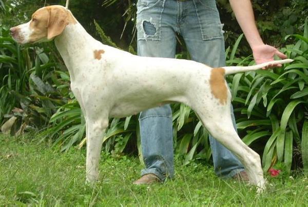 MONILUS JULIETA | Pointer 