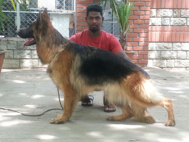 Green Heaven's delta | German Shepherd Dog 