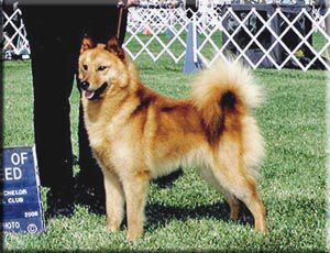 Pyrakka Nasse | Finnish Spitz 