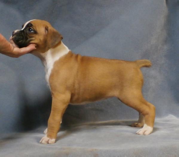 Homeplace Absolutely Prada or Nada | Boxer 