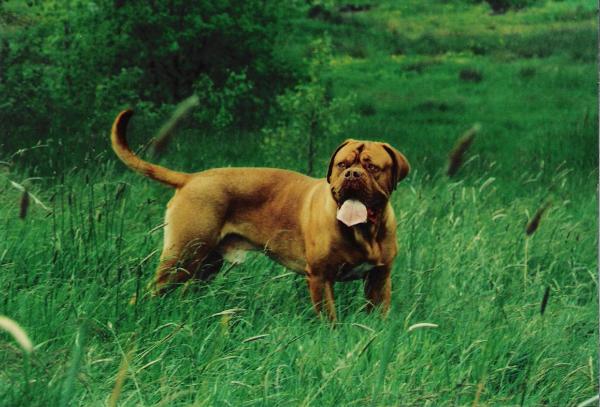 Girola Quise | Dogue de Bordeaux 