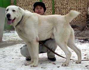 Akela | Central Asian Shepherd Dog 