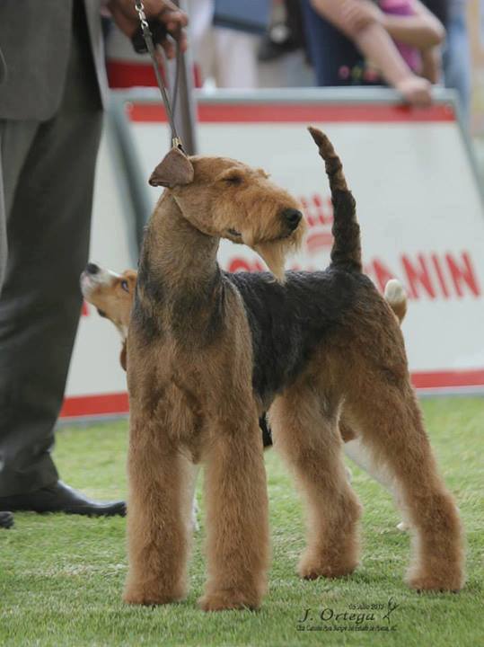 CASMORS  VESTA | Airedale Terrier 