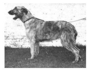 Sulhamstead Mica | Irish Wolfhound 