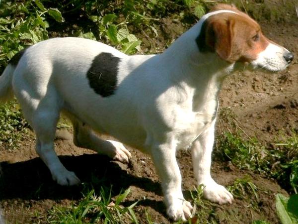 Intissar's Yetta | Jack Russell Terrier 