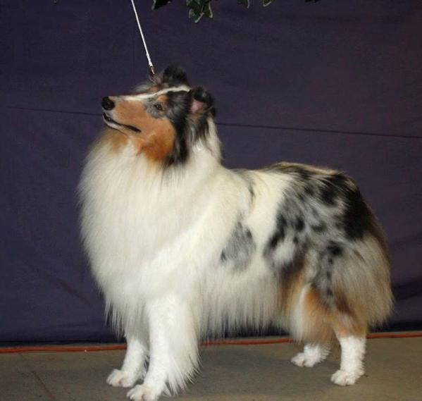 Pebblecreek's Vanity Flare | Rough Collie 