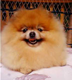 Hannah of Lenette | Pomeranian 