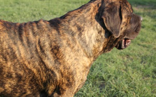 Southern Spice Falcon of Lone Star | Mastiff 