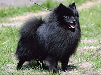 Nevel s Losinogo Ostrova | Pomeranian 