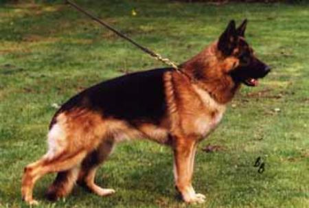 Elroy von Haus Lacherom | German Shepherd Dog 