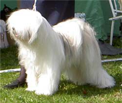 A-MAS LI-DRON-PA | Tibetan Terrier 