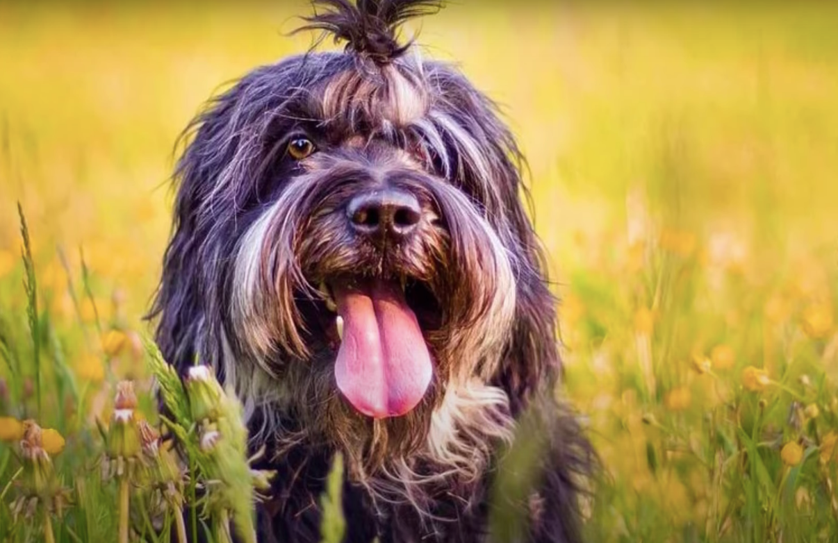 Portuguese Sheepdog