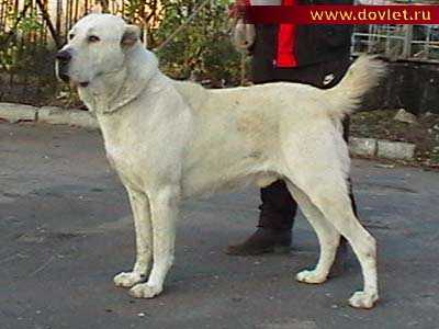 KARA KELE BATIY | Central Asian Shepherd Dog 