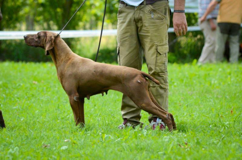 Pradellinensis Gina | German Shorthaired Pointer 