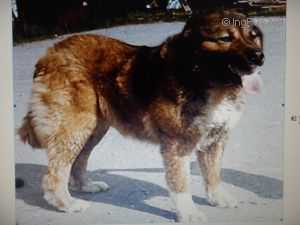 HATSHEPSUT (LUGA) | Caucasian Mountain Dog 
