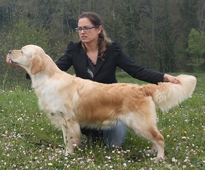 Murana Heal the World | Golden Retriever 