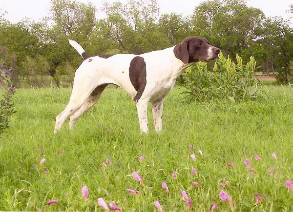 Slick's Cajun Desire | German Shorthaired Pointer 