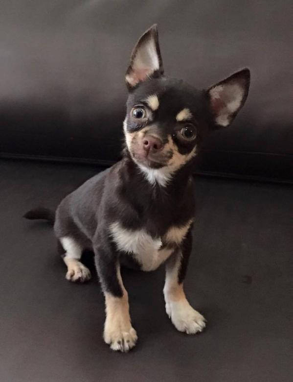 Cofler De Indicami | Chihuahua 