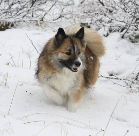 Stefsstells Aska Spesía | Icelandic Sheepdog 