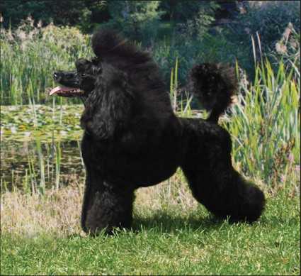 REGINA VICTORIA FORTUNATA Czarna Fuga | Poodle 