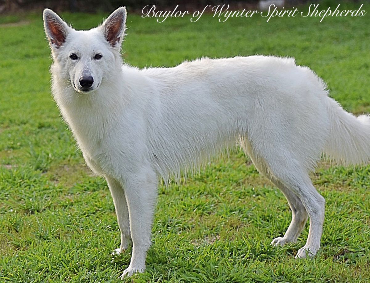 Baylor of Wynter Spirit Shepherds | White Swiss Shepherd Dog 