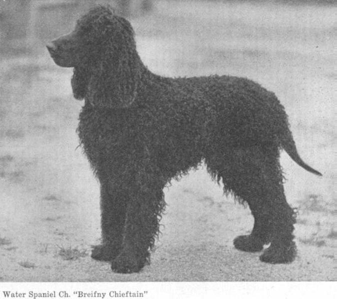 Breifny Chieftain | Irish Water Spaniel 