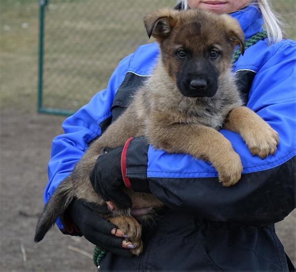 Charis z Petrova | German Shepherd Dog 