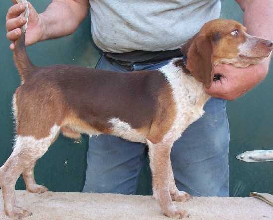 Scroghams Blue Redtick Cecil | Beagle 