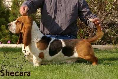 Shecaras Mobydick | Basset Hound 