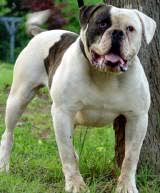 HomeStead's Jackson of Degolier's (American Bulldog) | Olde English Bulldogge 