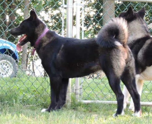 Xtreme's Black As Night Cocoa | Akita 