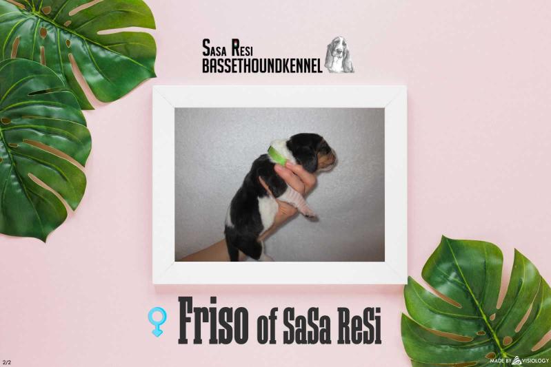 Friso of Sasa Resi | Basset Hound 