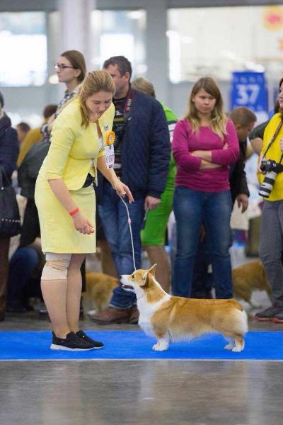 NEW TANDEM ?NIGHT SHIRLEY | Pembroke Welsh Corgi 