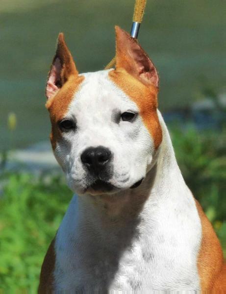 Olivia Dolly Bell | American Staffordshire Terrier 