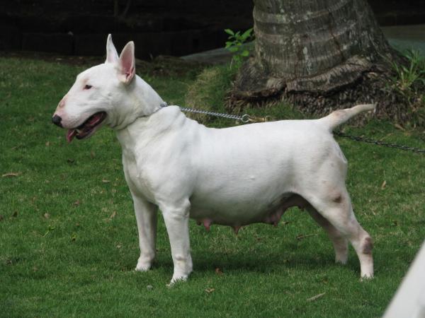 A-Queen-Sharisa | Bull Terrier 