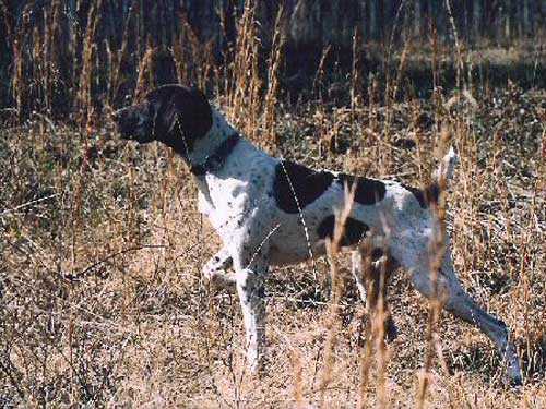 GAMBLES ODYSSEY FRITZ M  UT (II) | German Shorthaired Pointer 