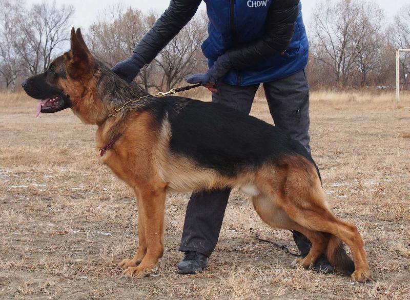 Dortonion Aston Martin | German Shepherd Dog 