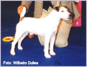 Bower Rip | Parson Russell Terrier 