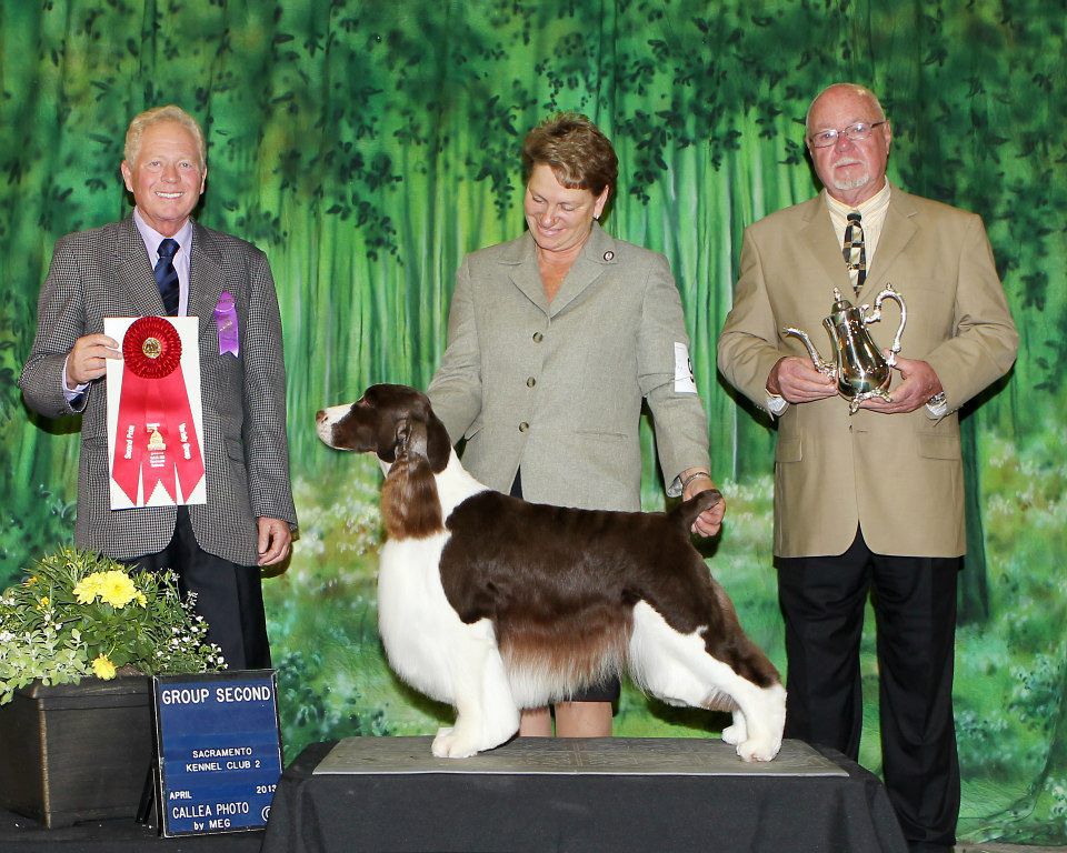 Segres Brown Derby | English Springer Spaniel 