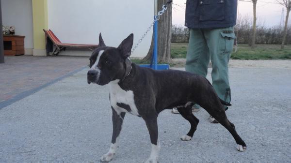 Beautiful Nina | American Staffordshire Terrier 