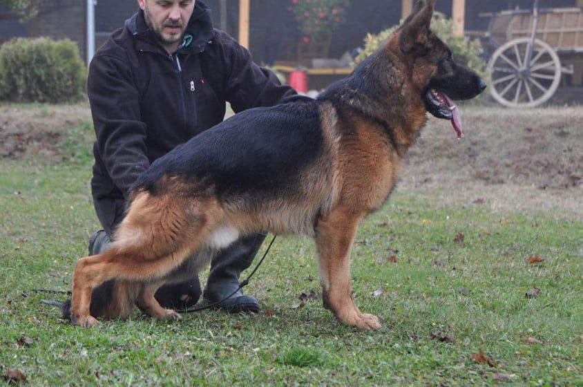 Xantho vom Lärchenhain | German Shepherd Dog 