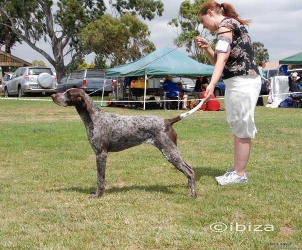 Canawindra Fire storm | German Shorthaired Pointer 